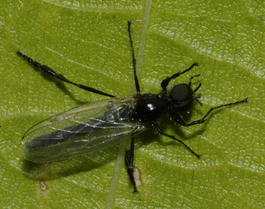 Bibio clavipes